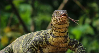 Pour terminer, entre ces deux espèces, laquelle t'attire ?