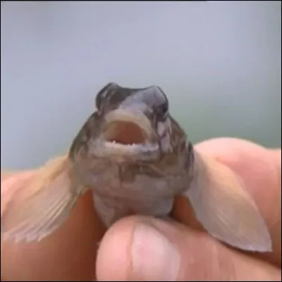 Quel est cet animal ?