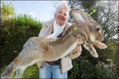 Quel est cet animal ?