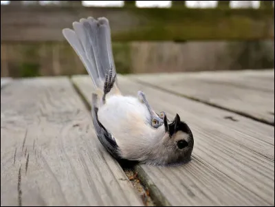 Quel est cet animal ?