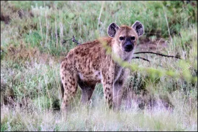 Quel est cet animal ?