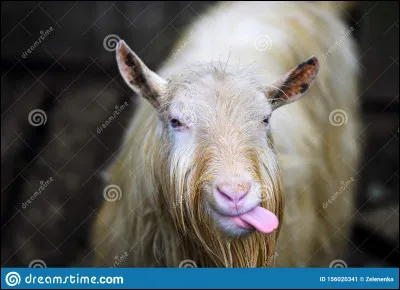 Quel est cet animal ?