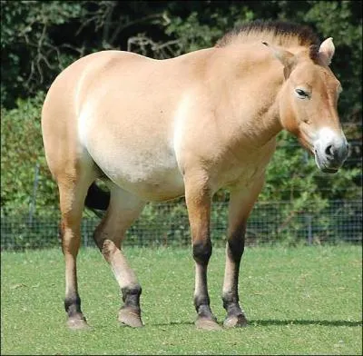 Je suis le dernier cheval sauvage