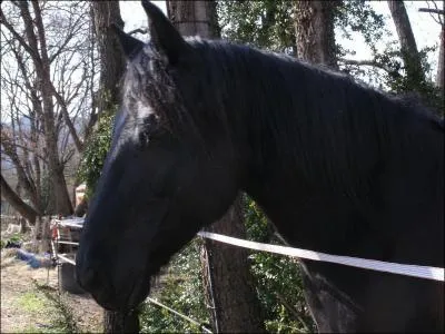 Je suis noir, costaud et vient des Pyrnes