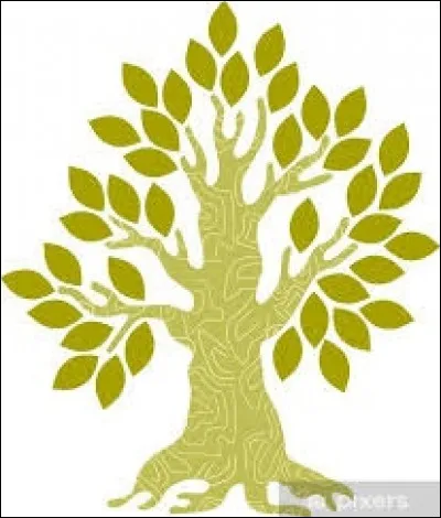 Lequel de ces arbres peut vivre bien plus de 1000 ans ?