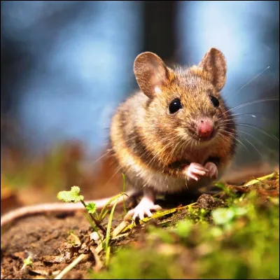 Quel rongeur, qui peut &ecirc;tre sylvestre, alpestre ou &agrave; collier, est d&eacute;crit comme une "petite souris de jardin" ?