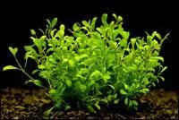 Quelle est cette plante ?