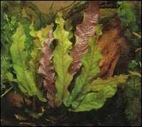 Quelle est cette plante ?