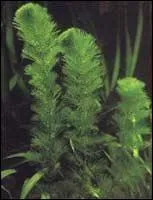 Quelle est cette plante ?