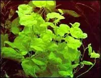 Quelle est cette plante ?