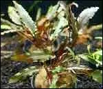 Quelle est cette plante ?