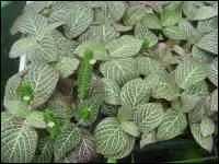 Quelle est cette plante ?