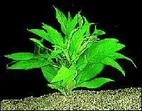 Quelle est cette plante ?