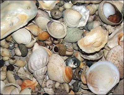 La coquetiphilie est l'art de collectionner les coquillages.