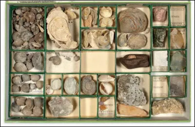 La fiscophilie est l'art de collectionner les fossiles.