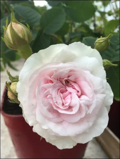 La gallinoklougophilie est la collection...