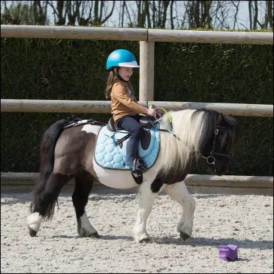 Laquelle de ces races est une race de poney ?