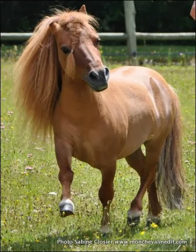 Ton style de cheval, c'est :