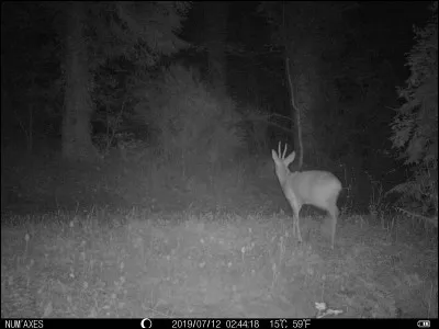 Ancienne monnaie d'argent de différentes valeurs, frappée aux Pays-Bas et dans quelques pays nordiques ou d'Europe centrale !