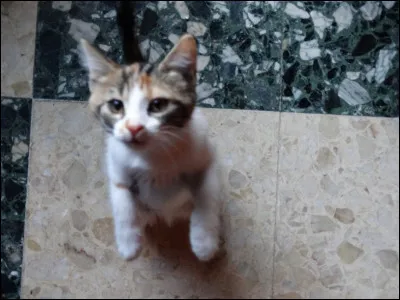 Arbuste d'Amérique du Sud, dont la graine fournit un colorant rouge, le rocou (ou roucou en Guyane), pouvant remplacer la sauce tomate, utilisé aux Pays-Bas pour teinter les fromages de Hollande !