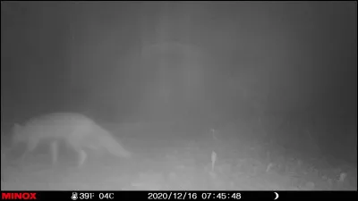 Terrier peu profond, où la lapine de garenne dépose ses petits !