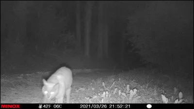 Se dit des plantes dont les tiges émettent des racines sur différents points de leur longueur !