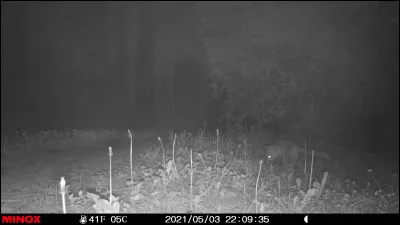 Mammifère carnassier d'Afrique et d'Asie !