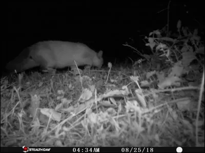 Guérisseur de nos aieux !