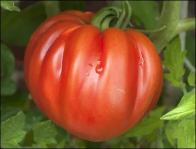 La supersteak est un variété de tomate.