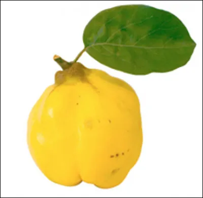 Le coing est une variété de citron.