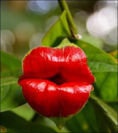 En botanique, qualifie une fleur dont la corolle est découpée en forme de lèvres :