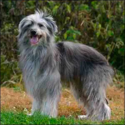 Chien de berger originaire du sud-ouest de la France :