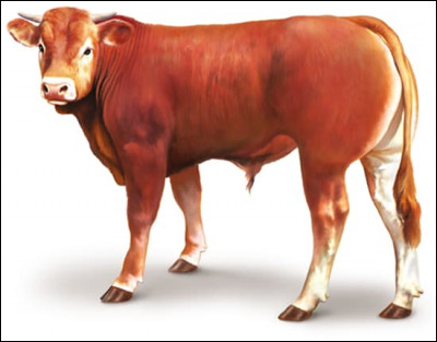 Animaux : C'est une vache.