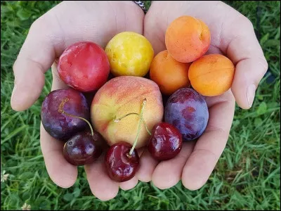 De quel fruit à noyau la quetsche est-elle une variété ?