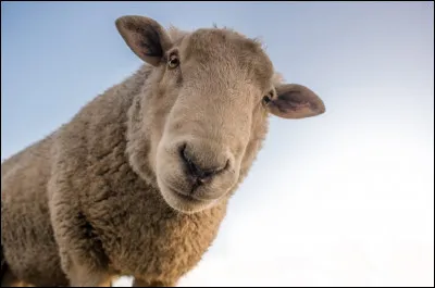 Qu'est-ce que le "smalahove", un plat traditionnel de l'Ouest de la Norvège ?