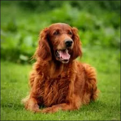 Ce chien est-il de la race cocker anglais ?