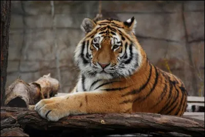 Quel est son animal préféré ?