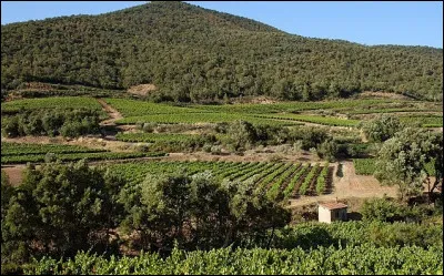 Le saint chinian est un vin ...