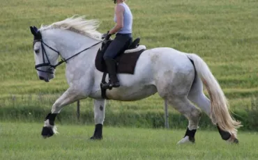 Quiz Galop 3
