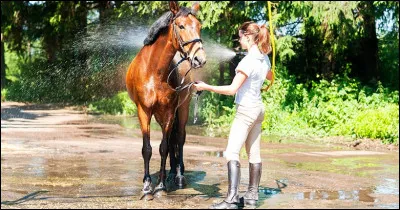Pourquoi douche-t-on le cheval l'été pour ?