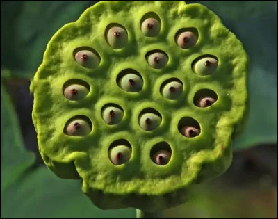 Tu vas planter des graines ; ta copine te dit qu'elle adore les graines de nénuphars. Tu les vois ; c'est plein de trous ! Que dis-tu ?