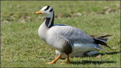 Quelle oie vole le plus haut ?