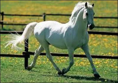 Comment dit-on un cheval en espagnol ?