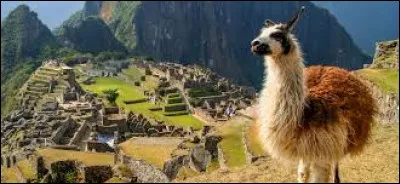 À quelle famille de mammifères le lama appartient-il ?