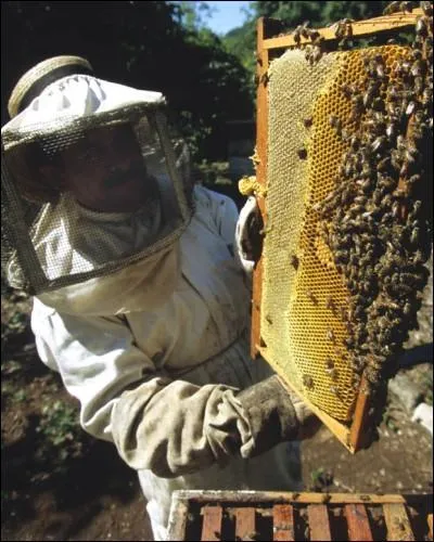 Comment appelle-t-on la personne qui lve des abeilles ?