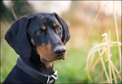 Quelle est cette race de chien ?