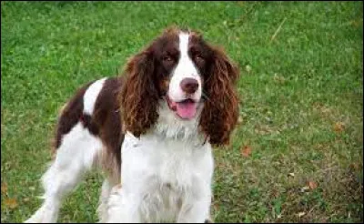 Quelle est cette race de chien ?