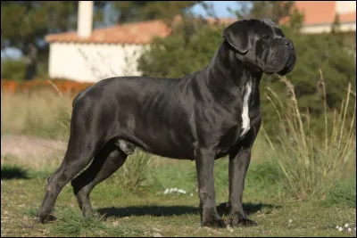 Quelle est cette race de chien ?