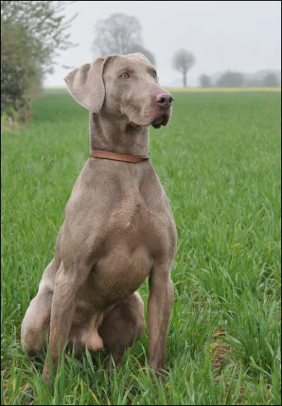 Quelle est cette race de chien ?