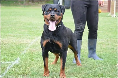 Quelle est cette race de chien ?